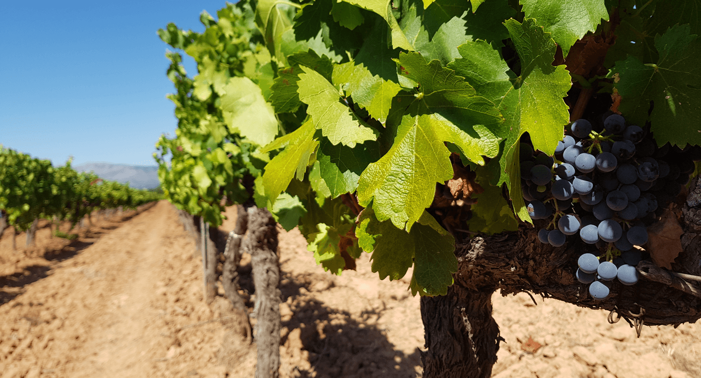 Provence : un Terroir chahuté par le climat en 2021