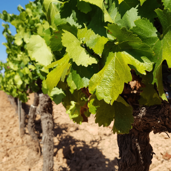 Provence: a Terroir challenged by the climate in 2021