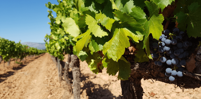 Provence: a Terroir challenged by the climate in 2021