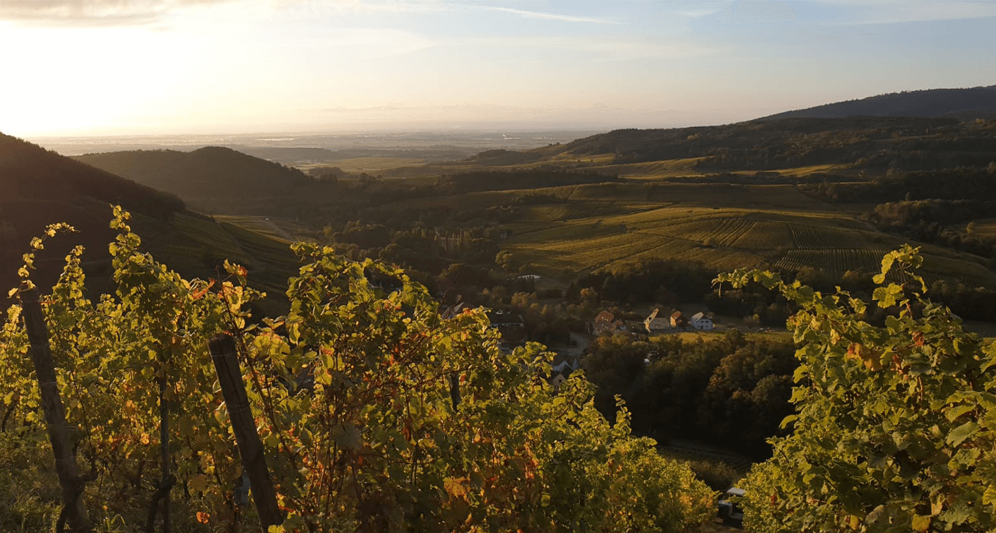 2021 haverst in Alsace : an exceptional vintage
