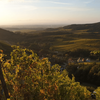 2021 haverst in Alsace : an exceptional vintage