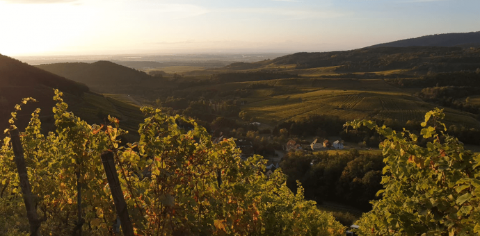 2021 haverst in Alsace : an exceptional vintage