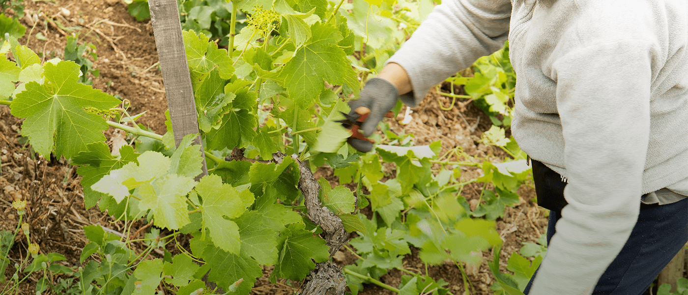 L'ébourgeonnage : un travail essentiel dans les vignes