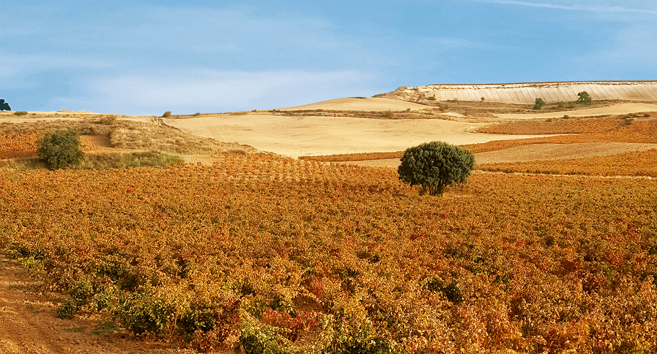 Spain: a 2021 vintage with great ageing potential