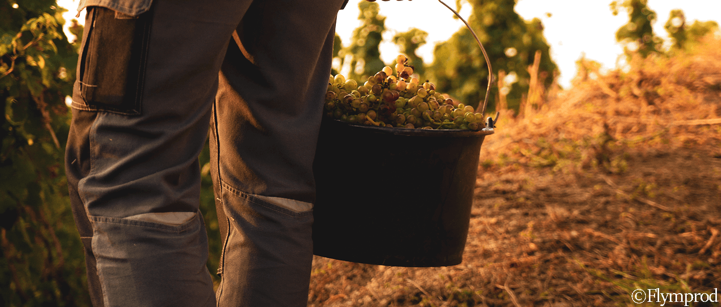 [vidéo] Les vendanges en Hermitage 2021