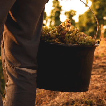  [video] 2021 Harvest in Hermitage 