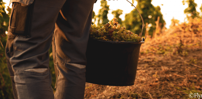  [video] 2021 Harvest in Hermitage 