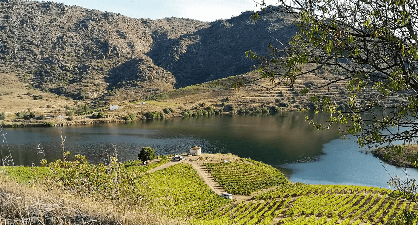 2021 vintage in Portugal: the climate has not been kind to us