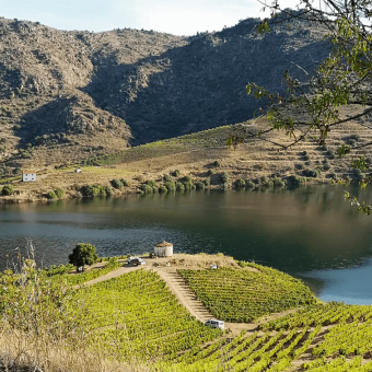 2021 vintage in Portugal: the climate has not been kind to us