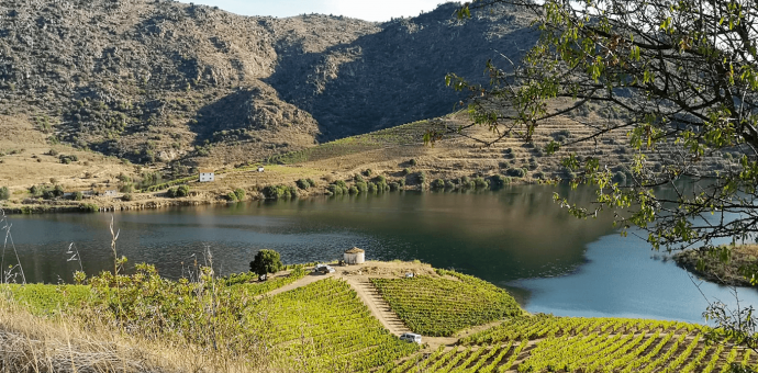 2021 vintage in Portugal: the climate has not been kind to us