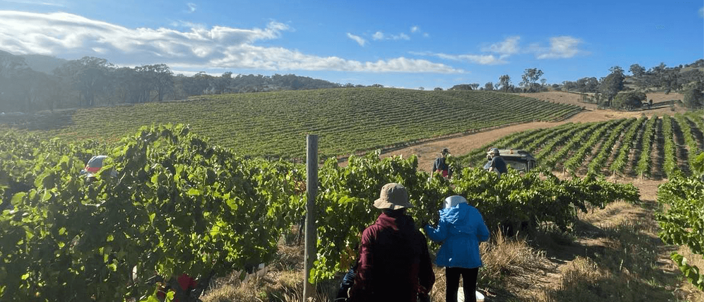 Les vendanges 2024 en Australie