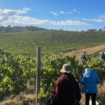 The 2024 harvest in Australia