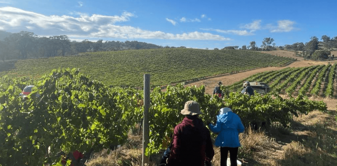 The 2024 harvest in Australia