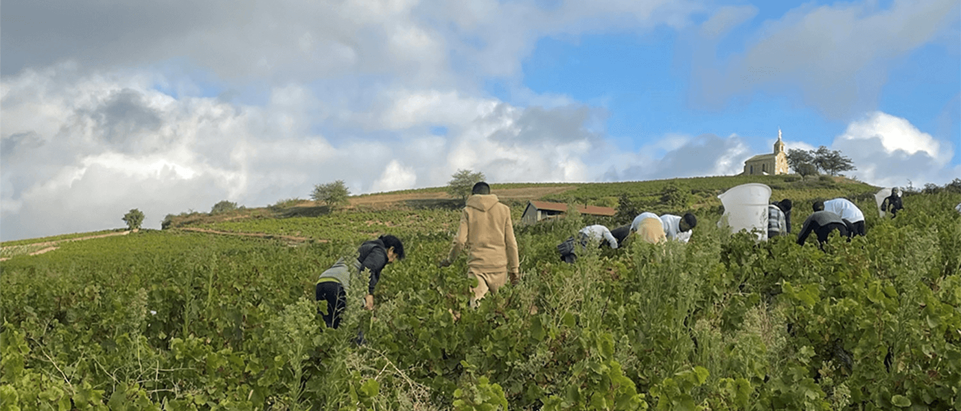 Les vendanges 2024 dans le Beaujolais