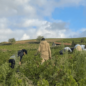 The 2024 vintage in the Beaujolais