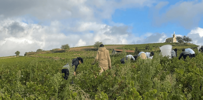 The 2024 vintage in the Beaujolais