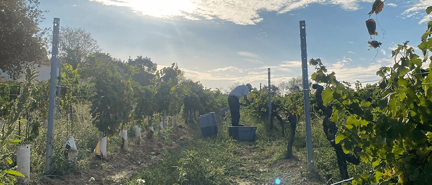 The 2024 vintage in Provence
