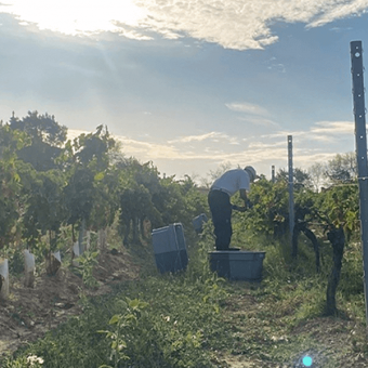 The 2024 vintage in Provence