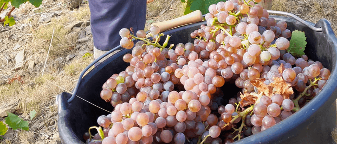 The 2024 harvest in Roussillon