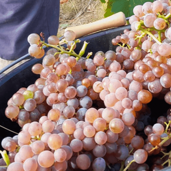 The 2024 harvest in Roussillon