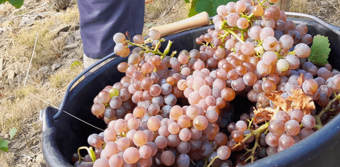 The 2024 harvest in Roussillon