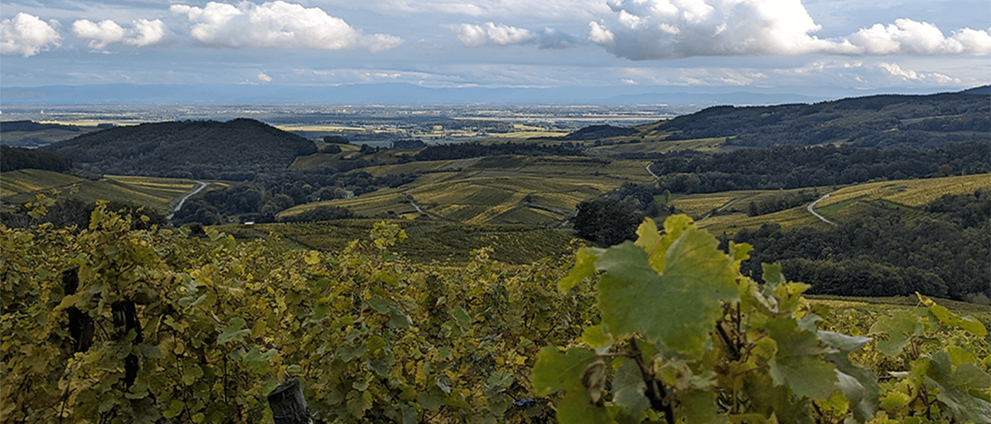 The 2024 harvest in Alsace, a winemaker's vintage