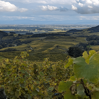 The 2024 harvest in Alsace, a winemaker's vintage