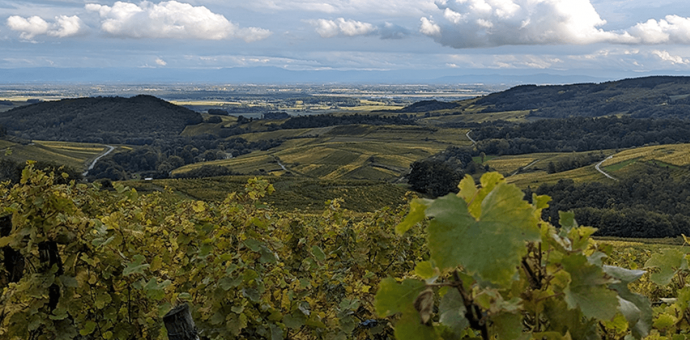 The 2024 harvest in Alsace, a winemaker's vintage