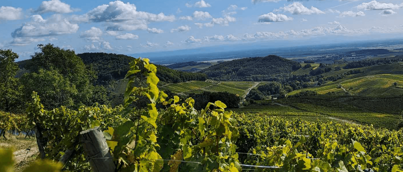 Le millésime 2023 en Alsace : un millésime généreux !