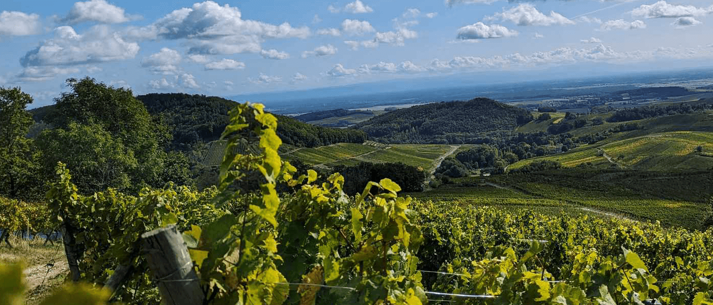 Alsace : 2023, a generous vintage