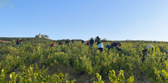 Le millésime 2023 TRENEL : des vins entre équilibre et gourmandise