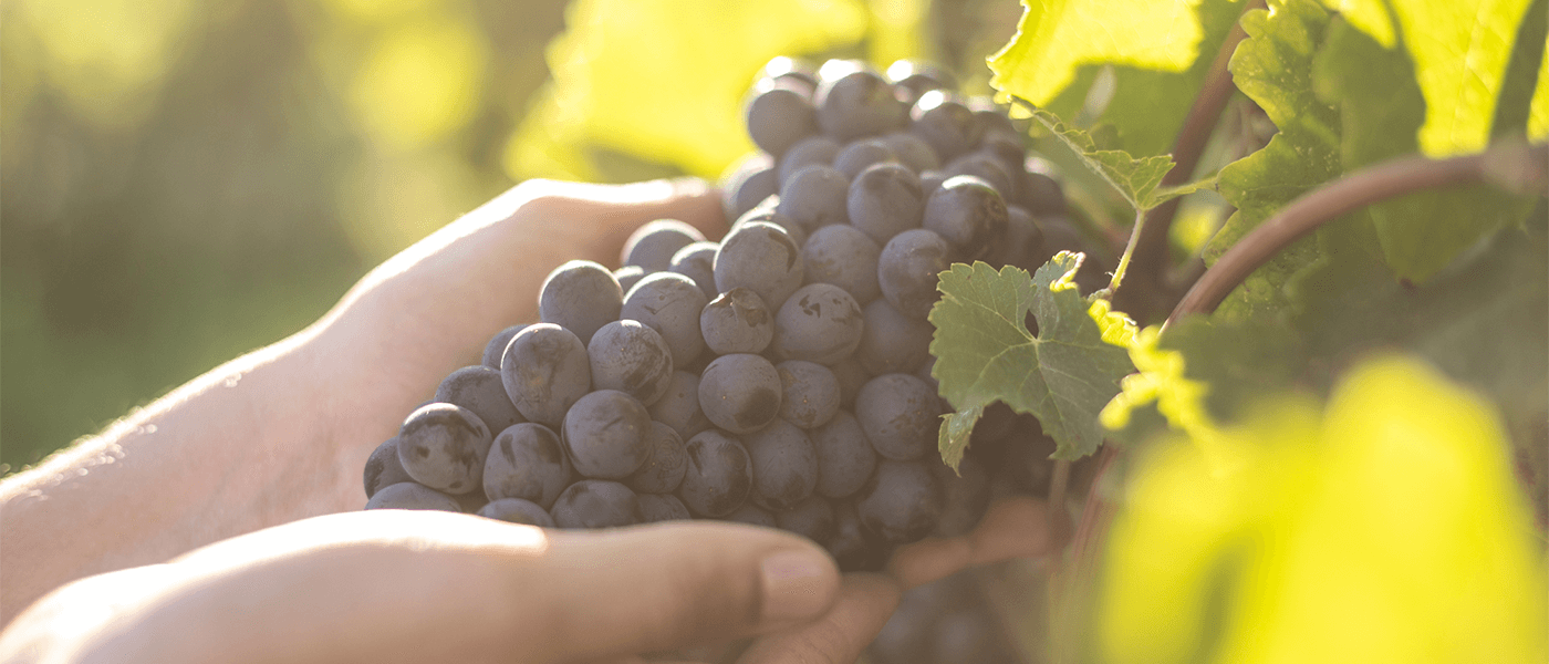 Syrah dans tous ses Terroirs