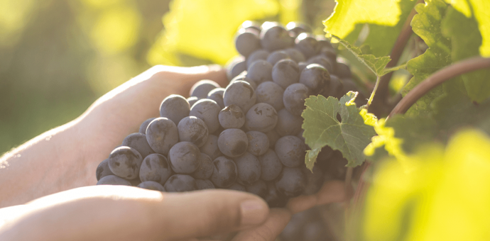 Syrah and the Terroir angle
