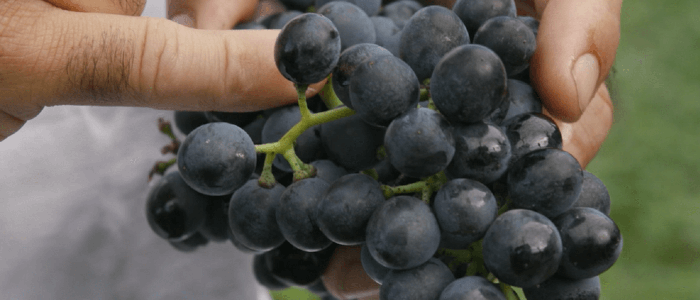 Quels sont les indicateurs qui lancent les vendanges ? 