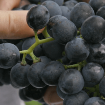 Quels sont les indicateurs qui lancent les vendanges ? 