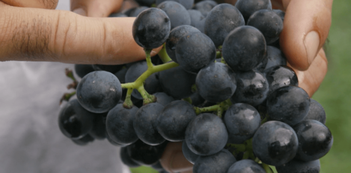 Quels sont les indicateurs qui lancent les vendanges ? 