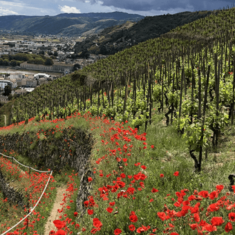 Terroir d'Hermitage