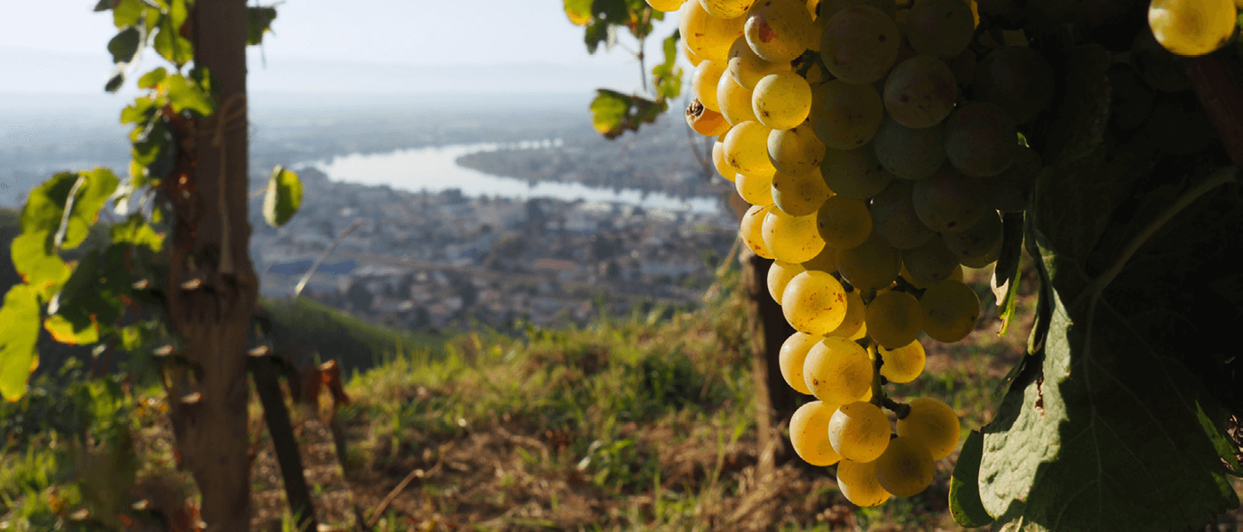 Le millésime 2023 en Vallée du Rhône : un millésime qu'il a fallu apprivoiser