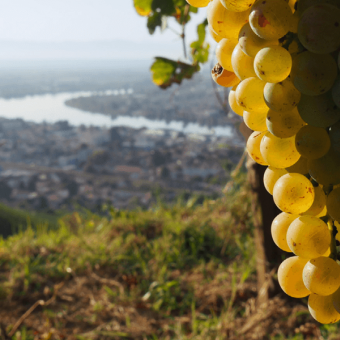 Le millésime 2023 en Vallée du Rhône : un millésime qu'il a fallu apprivoiser