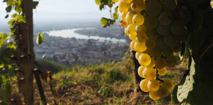 Le millésime 2023 en Vallée du Rhône : un millésime qu'il a fallu apprivoiser