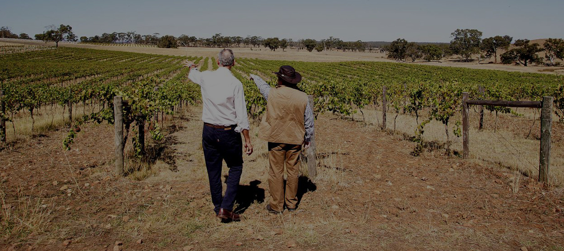 Michel Chapoutier est de dos, en Australie. Il pointe du doigt ses vignes et l'horizon bordé d'Eucalyptus.