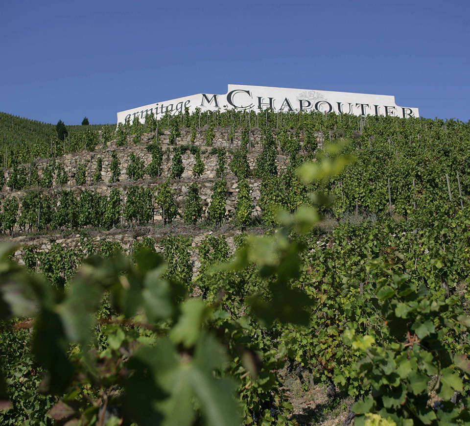 Les vignes M. CHAPOUTIER et le fameux mur.