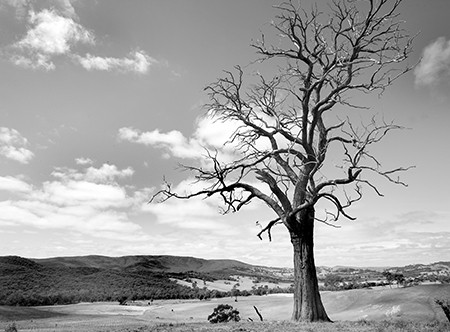A dead tree in the australian plain.