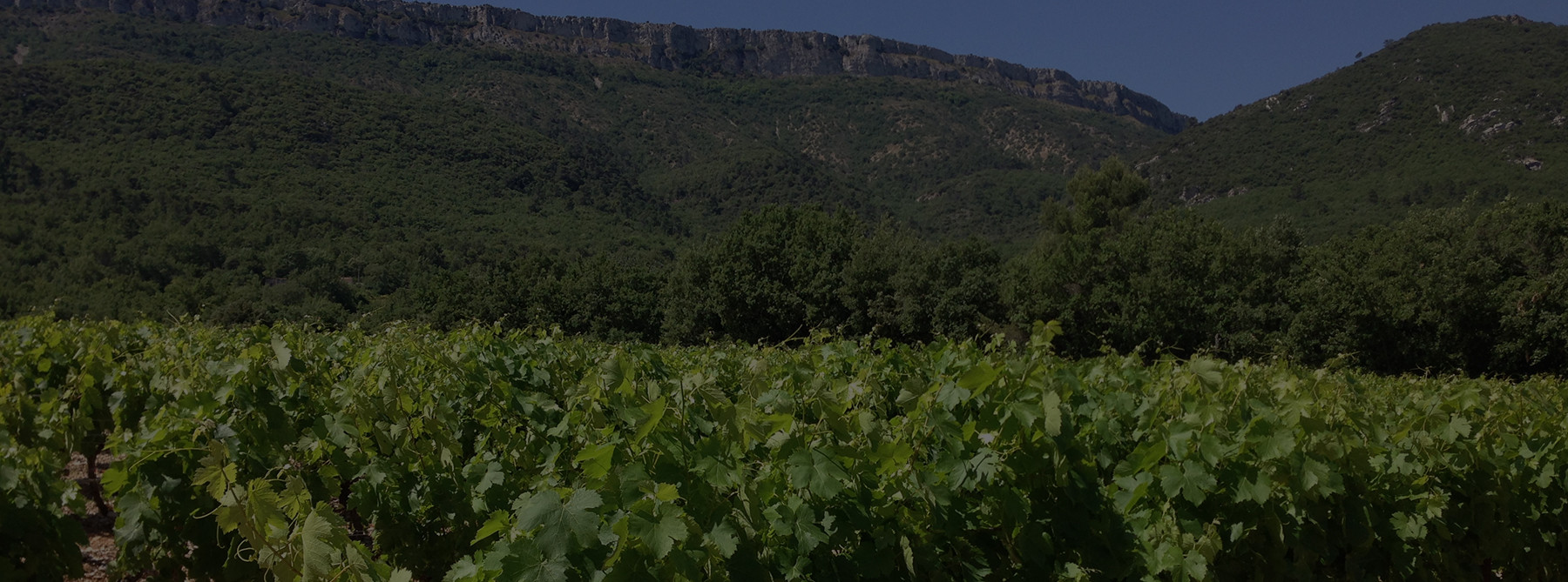 Lavender fields at the foot of the Sainte Victoire mountain.