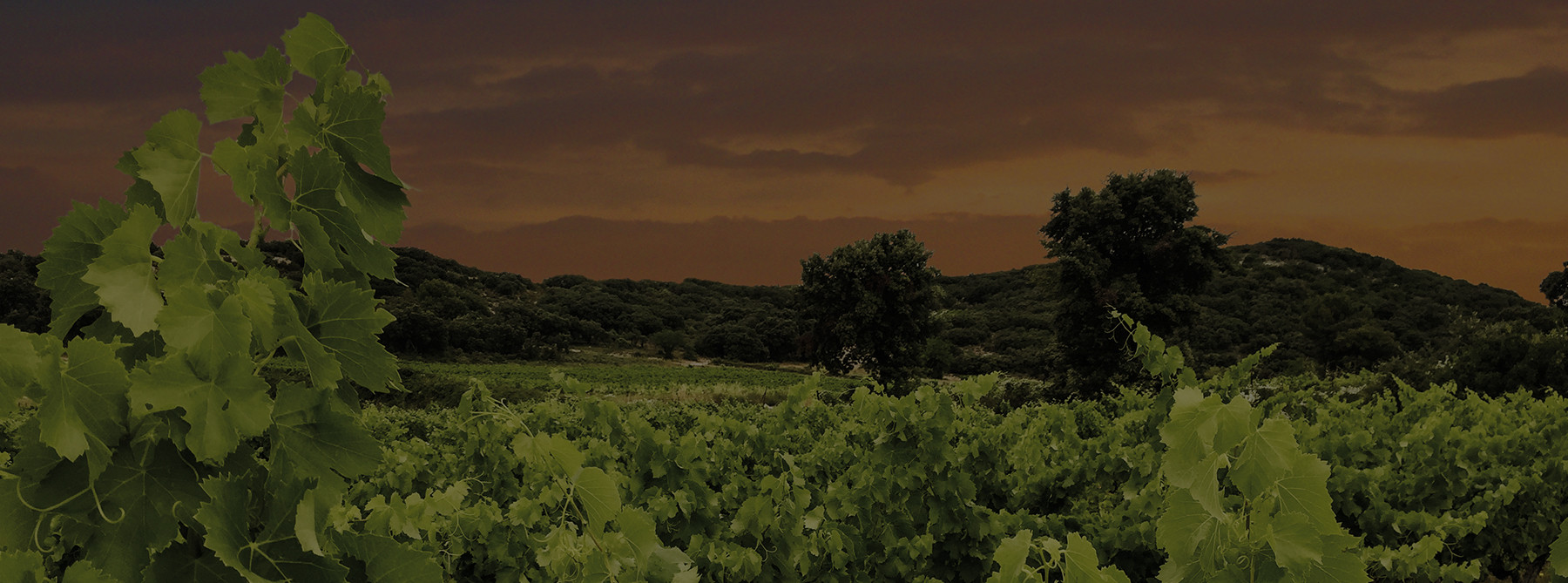 Les vignes de Roc Folassière sous un ciel orange