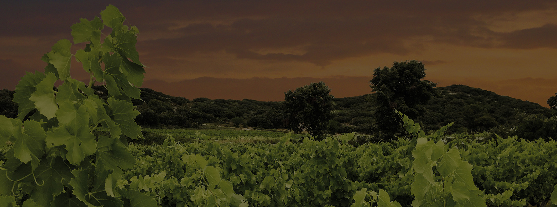 Roc Folassière vineyard