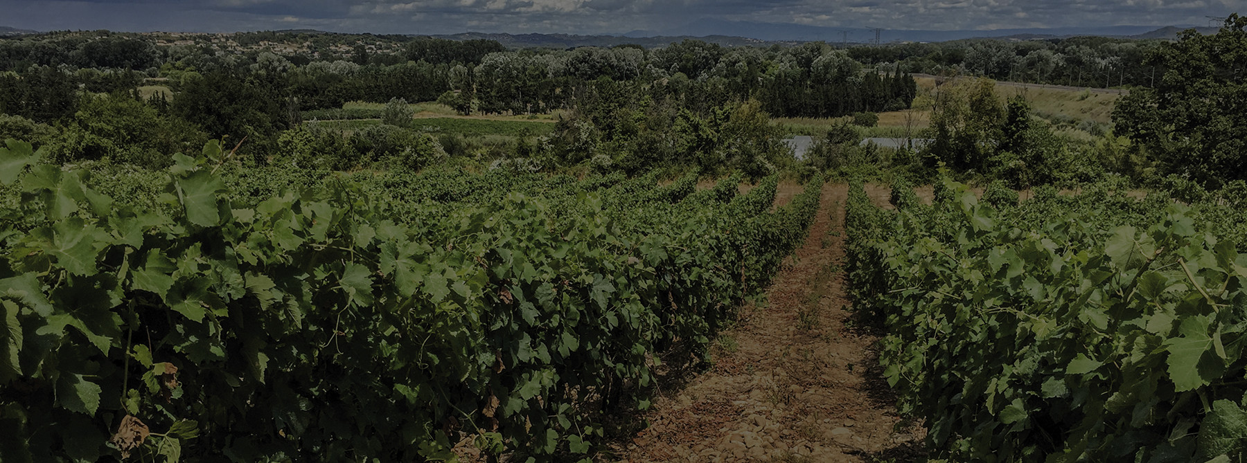 Vignoble et à l'horizon le mont ventoux