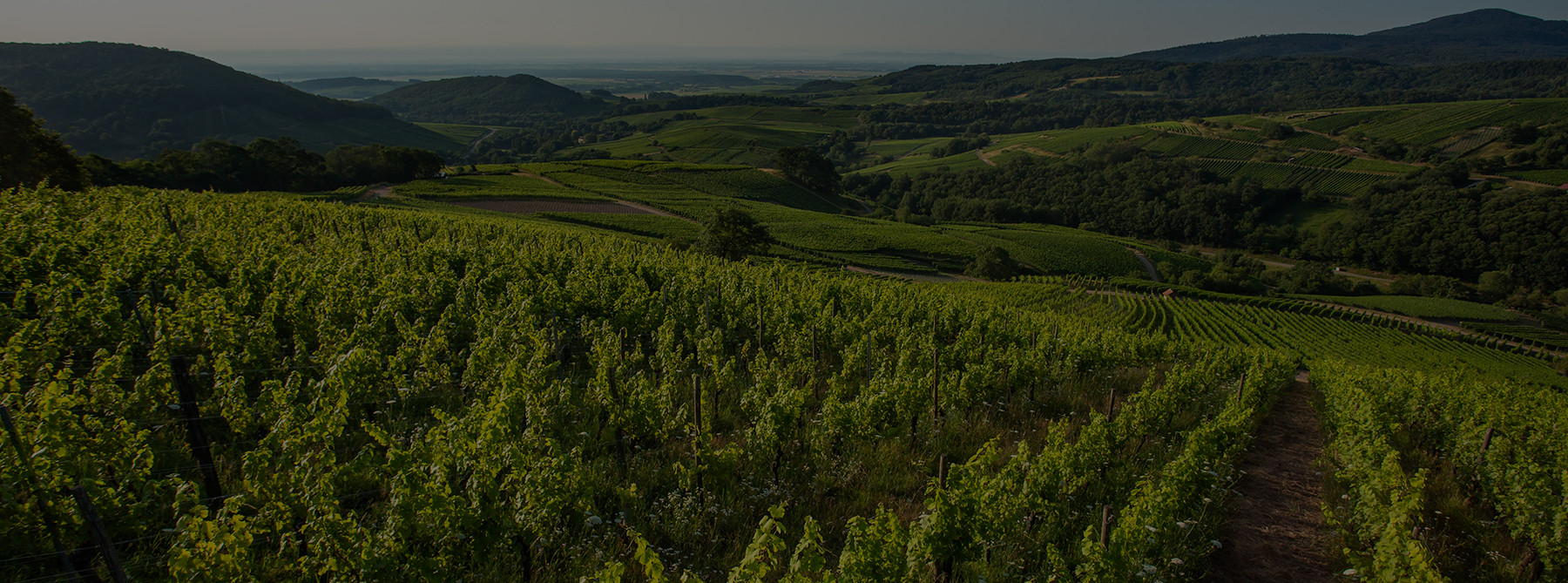 Les vignes Schieferkopf sous un ciel bleu, au printemps.