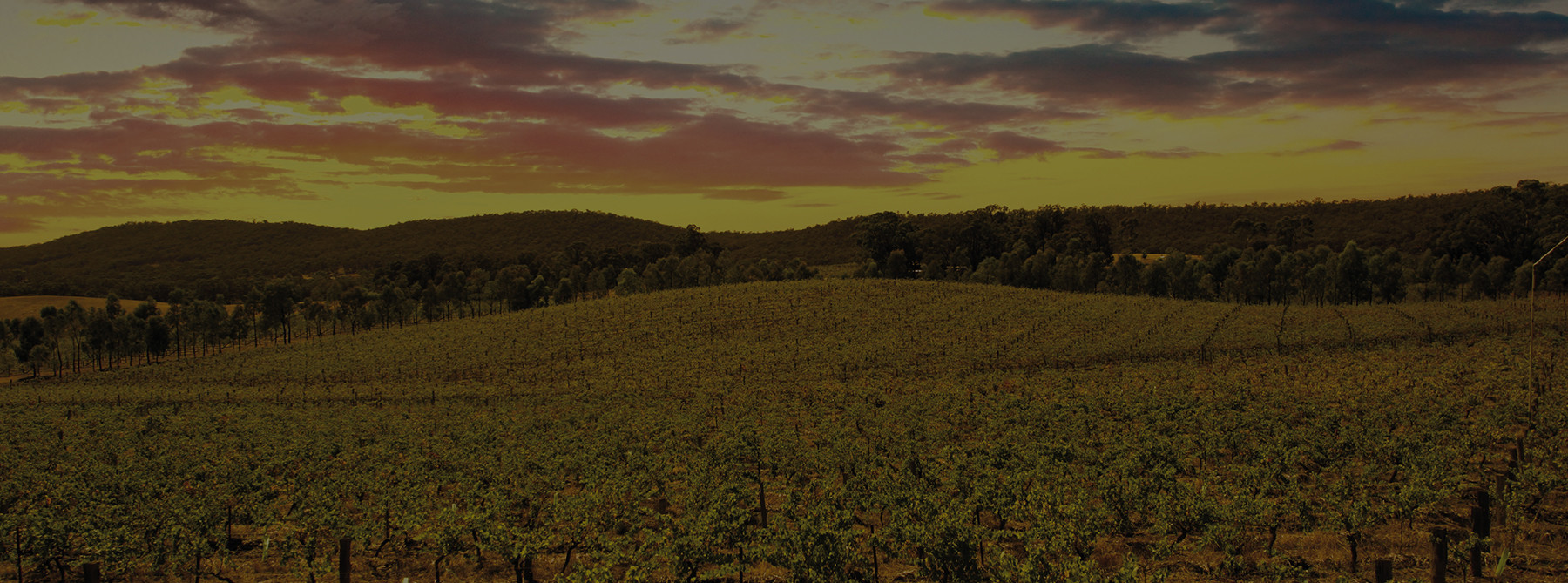 Les vignes australiennes à l'été indien.