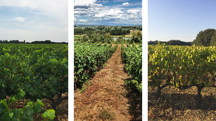 Vignoble et à l'horizon le mont ventoux